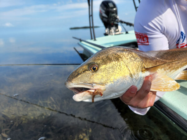 Everglades Redfish